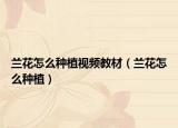 兰花怎么种植视频教材（兰花怎么种植）