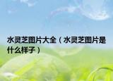 水灵芝图片大全（水灵芝图片是什么样子）