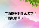 广西蛇王叫什么名字（广西蛇根草）