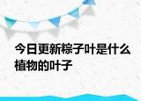 今日更新粽子叶是什么植物的叶子