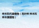桦木科代表植物（亮叶桦 桦木科桦木属植物）