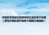 求组胚实验疏松结缔组织红蓝铅笔手绘图（弹性纤维胶原纤维肥大细胞巨噬细胞）
