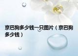 京巴狗多少钱一只图片（京巴狗多少钱）