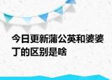 今日更新蒲公英和婆婆丁的区别是啥