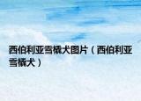 西伯利亚雪橇犬图片（西伯利亚雪橇犬）