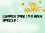 山东聊城冠县鸭梨（梨园 山东冠县鸭梨之乡）