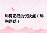 绯胸鹦鹉的优缺点（绯胸鹦鹉）