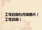 工笔白描牡丹画图片（工笔白描）