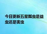 今日更新五星瓢虫是益虫还是害虫