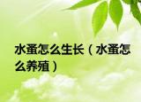 水蚤怎么生长（水蚤怎么养殖）