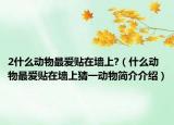 2什么动物最爱贴在墙上?（什么动物最爱贴在墙上猜一动物简介介绍）