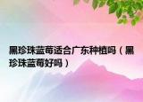 黑珍珠蓝莓适合广东种植吗（黑珍珠蓝莓好吗）