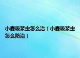 小麦吸浆虫怎么治（小麦吸浆虫怎么防治）