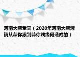 河南大蒜受灾（2020年河南大蒜滞销从蒜你狠到蒜你贱缘何造成的）