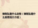 猪刚鬣是什么动物（猪刚鬣是什么意思简介介绍）