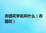 赤团花学名叫什么（赤团花）
