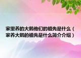 家里养的大鹅他们的祖先是什么（家养大鹅的祖先是什么简介介绍）