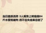 当日最新消息 3人嘴馋上树偷摘84斤水蜜桃被拘 得不偿失结果悲剧了
