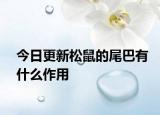 今日更新松鼠的尾巴有什么作用