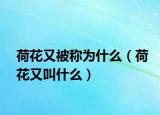 荷花又被称为什么（荷花又叫什么）