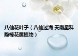八仙花叶子（八仙过海 天南星科隐棒花属植物）
