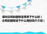 请问企鹅的翅膀是用来干什么的（企鹅的翅膀是干什么用的简介介绍）