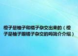 橙子是柚子和橘子杂交出来的（橙子是柚子跟橘子杂交的吗简介介绍）