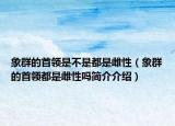 象群的首领是不是都是雌性（象群的首领都是雌性吗简介介绍）