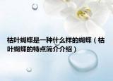 枯叶蝴蝶是一种什么样的蝴蝶（枯叶蝴蝶的特点简介介绍）