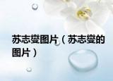 苏志燮图片（苏志燮的图片）