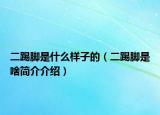 二踢脚是什么样子的（二踢脚是啥简介介绍）