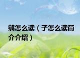 鹓怎么读（子怎么读简介介绍）
