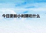 今日更新小刺猬吃什么