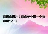 鸡温病图片（鸡病专业网一个有温度\