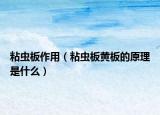 粘虫板作用（粘虫板黄板的原理是什么）
