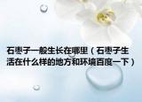 石枣子一般生长在哪里（石枣子生活在什么样的地方和环境百度一下）