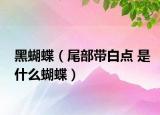 黑蝴蝶（尾部带白点 是什么蝴蝶）