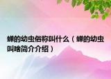 蝉的幼虫俗称叫什么（蝉的幼虫叫啥简介介绍）