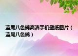 蓝尾八色鸫高清手机壁纸图片（蓝尾八色鸫）