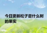 今日更新松子是什么树的果实