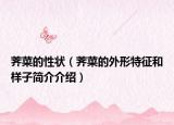 荠菜的性状（荠菜的外形特征和样子简介介绍）