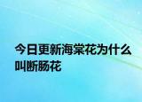 今日更新海棠花为什么叫断肠花