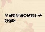 今日更新银杏树的叶子好像啥