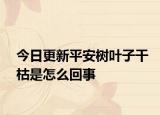 今日更新平安树叶子干枯是怎么回事