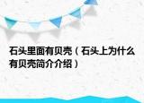 石头里面有贝壳（石头上为什么有贝壳简介介绍）
