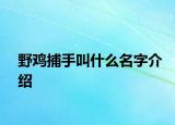 野鸡捕手叫什么名字介绍