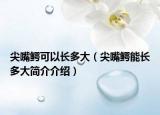 尖嘴鳄可以长多大（尖嘴鳄能长多大简介介绍）