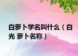 白萝卜学名叫什么（白光 萝卜名称）