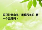 喜马拉雅山羊（是藏羚羊吗  是 一个品种吗）