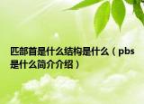 匹部首是什么结构是什么（pbs是什么简介介绍）